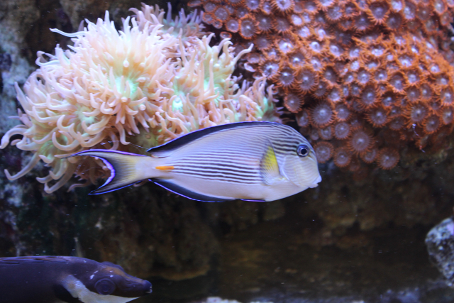  Acanthurus sohal (Shoal Tang/Surgeonfish)